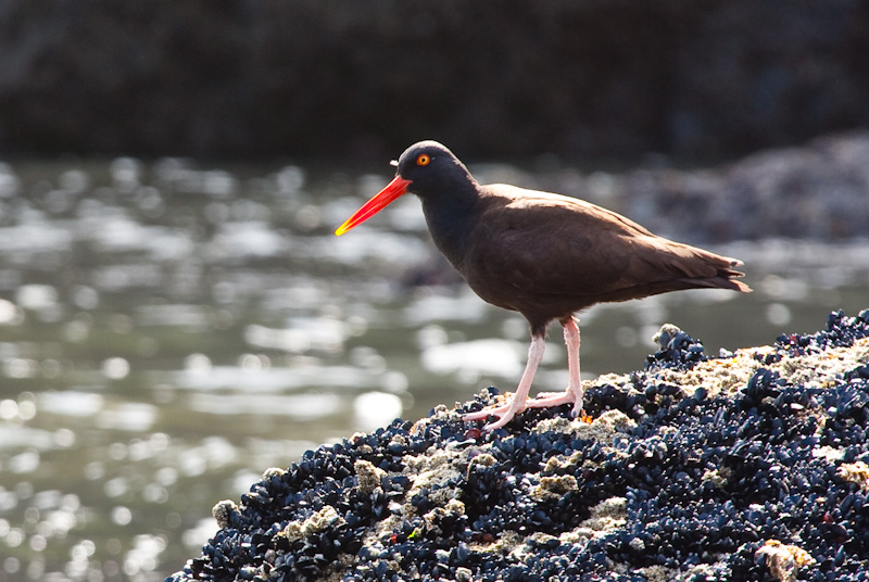 Black Oystercatcher